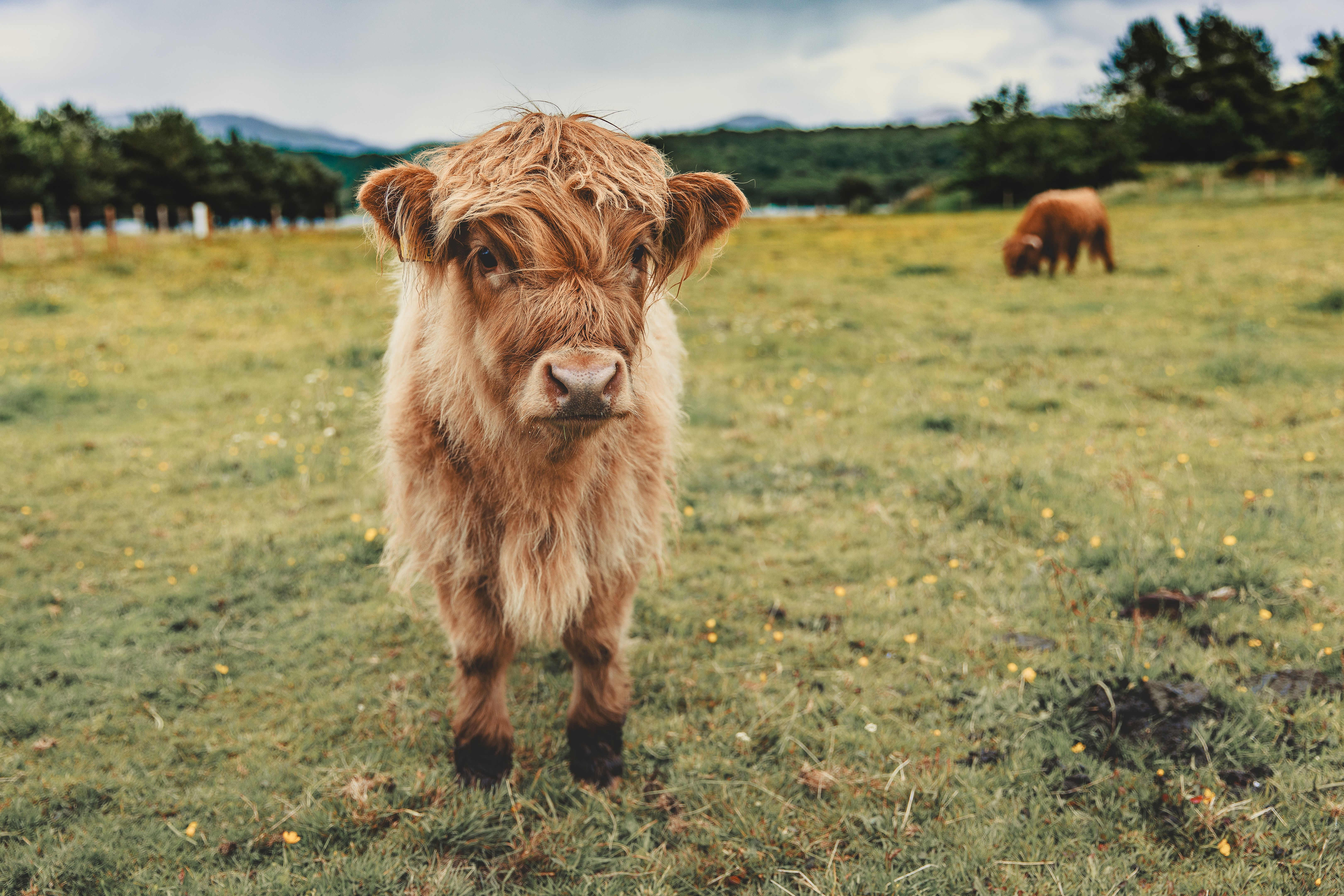 highland cattle farm