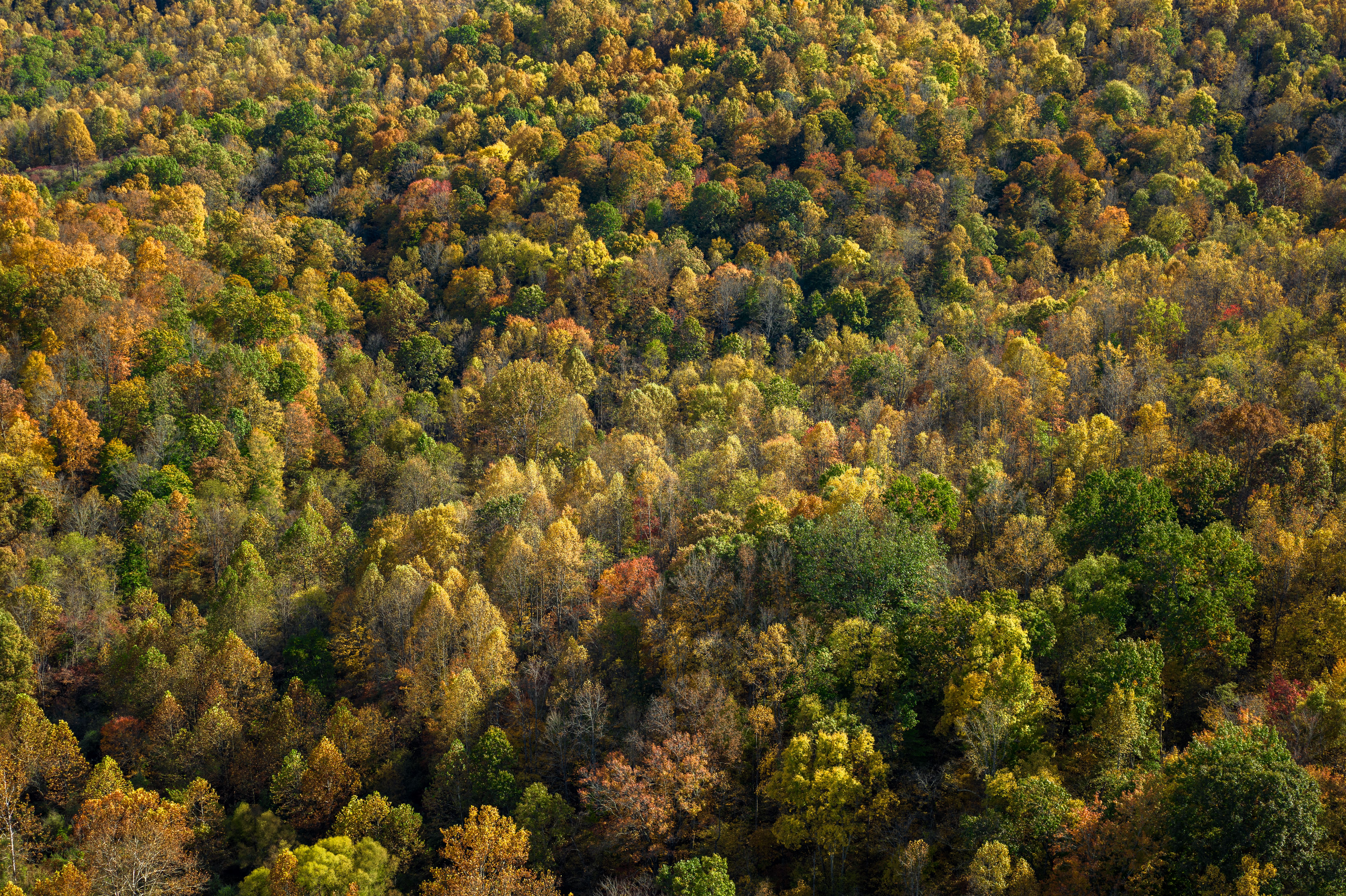 autumn aerial shot