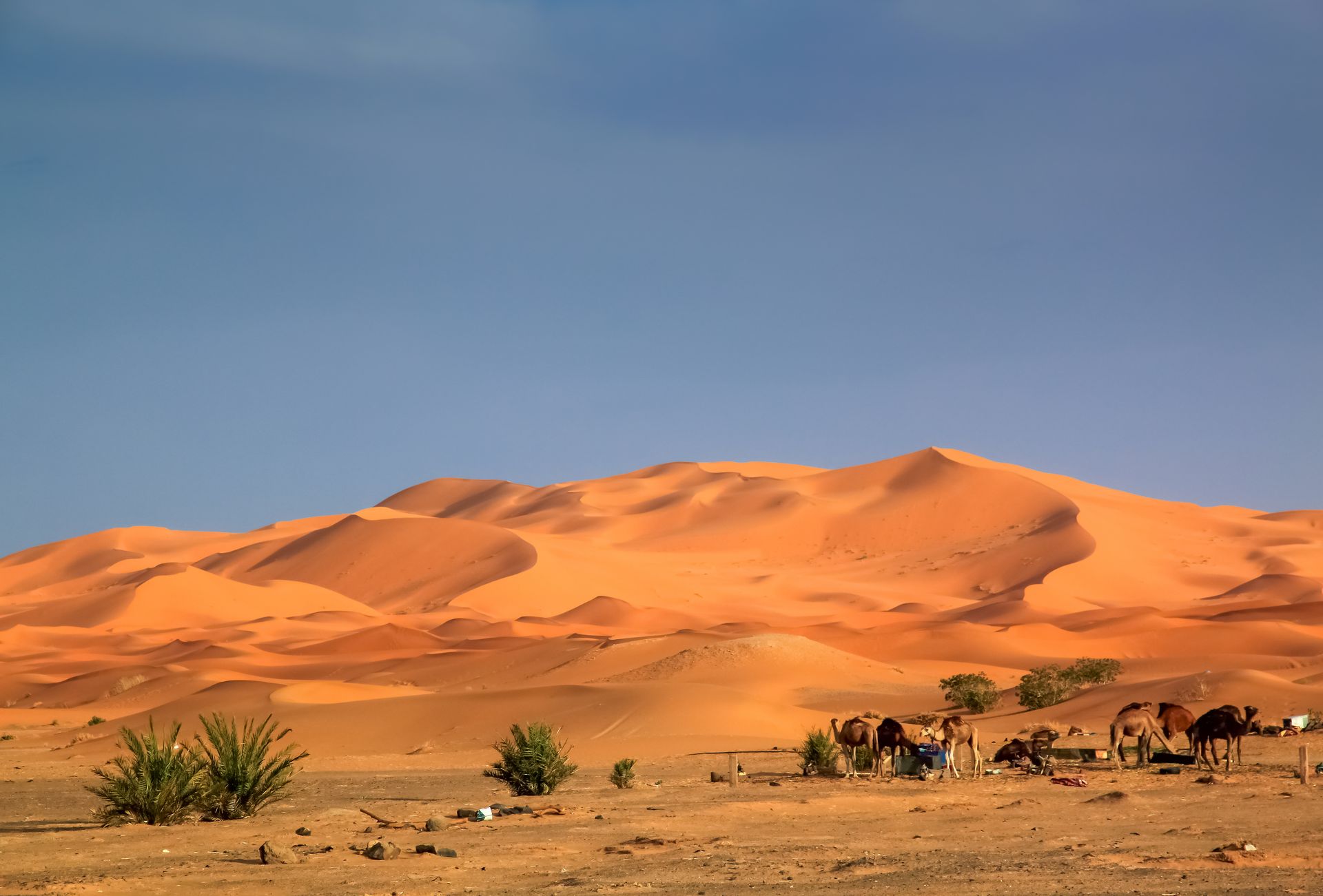 Camels feeding in a camp at the foot of the stunning sand dunes of Sahara desert in Merzouga, Morocco