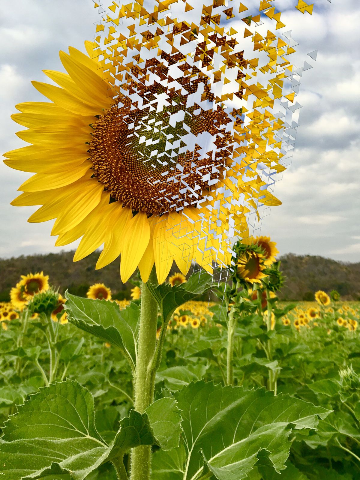 The pieces of sunflower petals are explosive and blow aways-concept destroy natural ,global,or lose memory or Alzheimer Disease