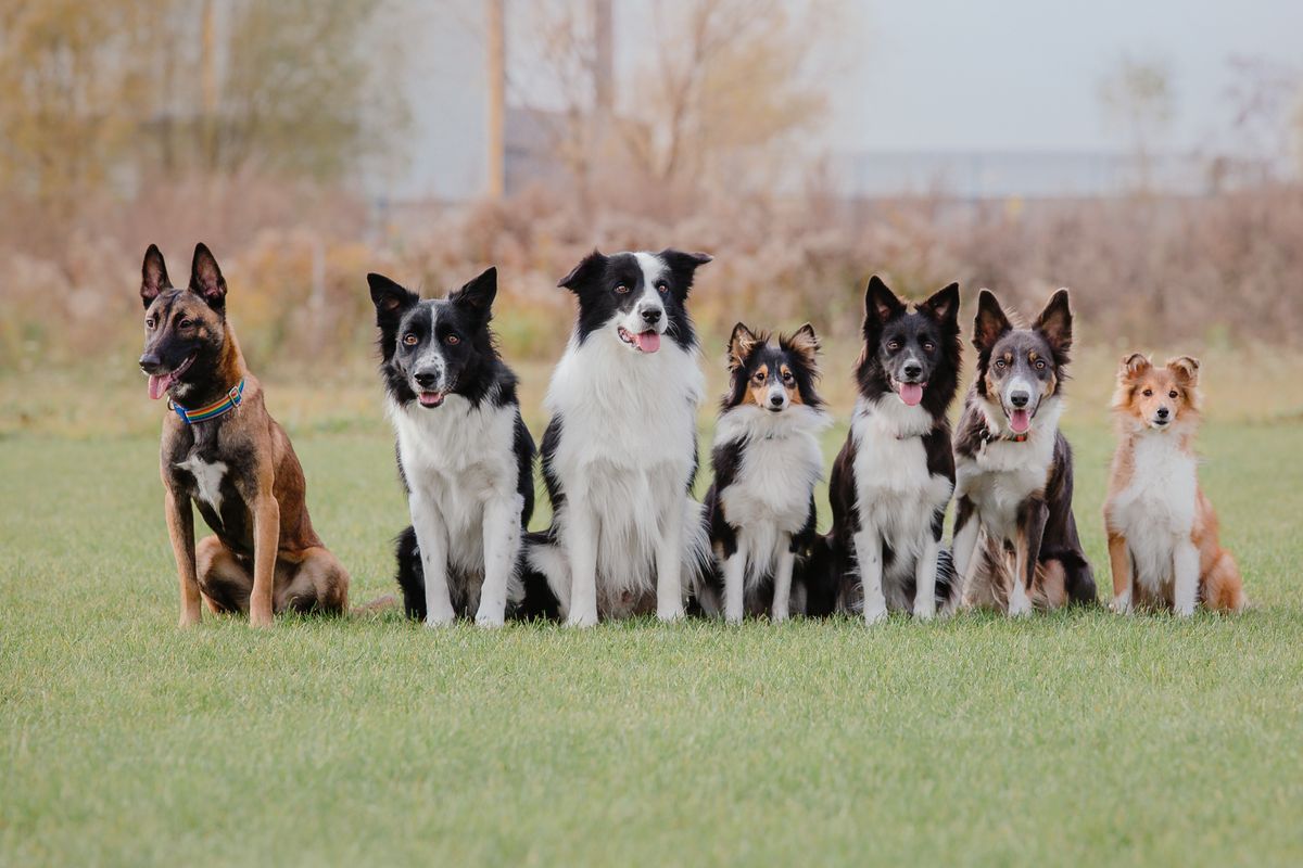 Group of 7 dogs sitting in the Park