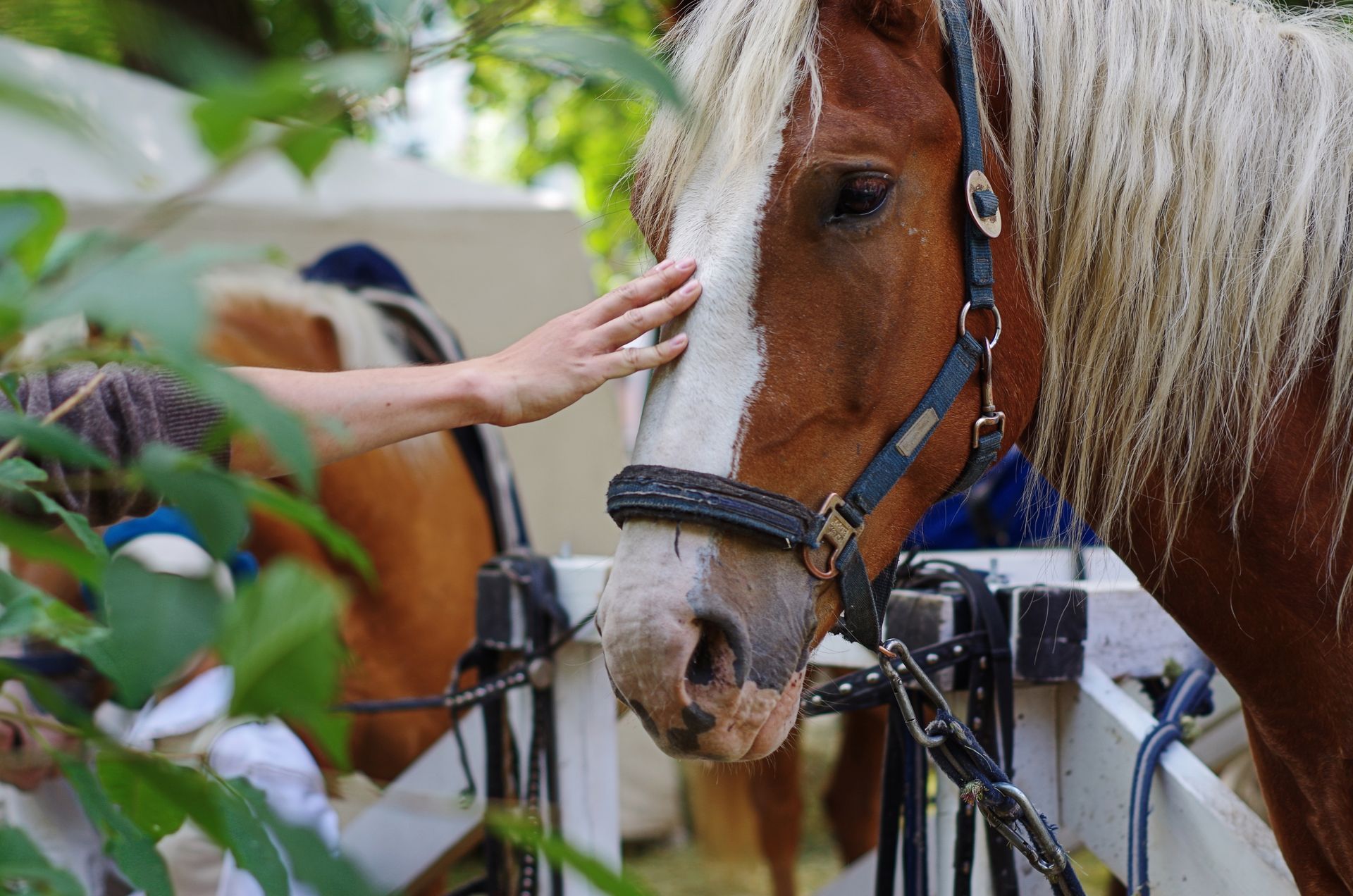 The Benefits of Adopting a Horse from a Rescue