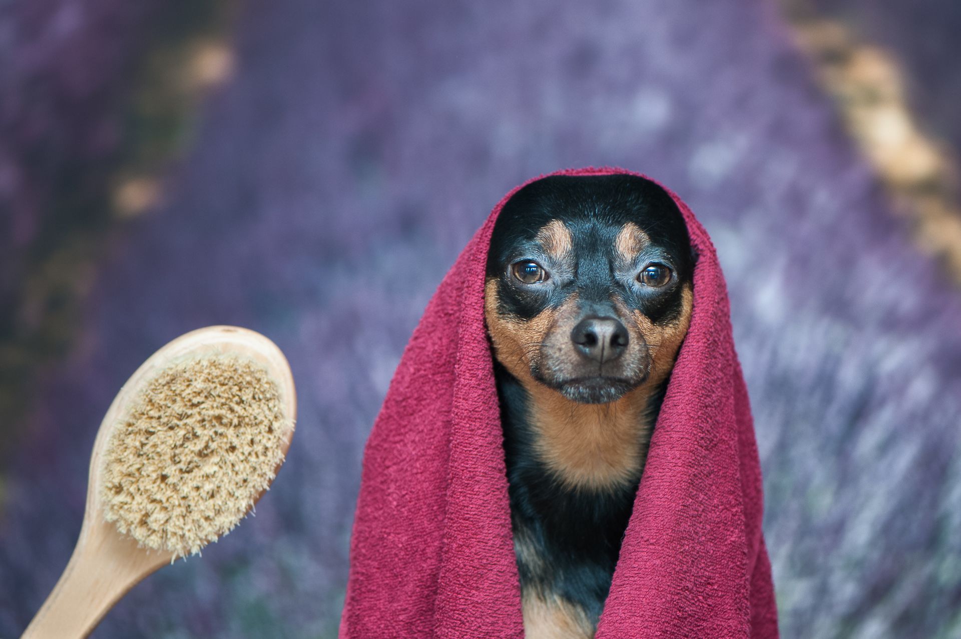 Funny puppy, dog in a towel after bathing. Pretty dog portrait closeup. Concept of adoption of spa procedures, on the background lavender field, space for text