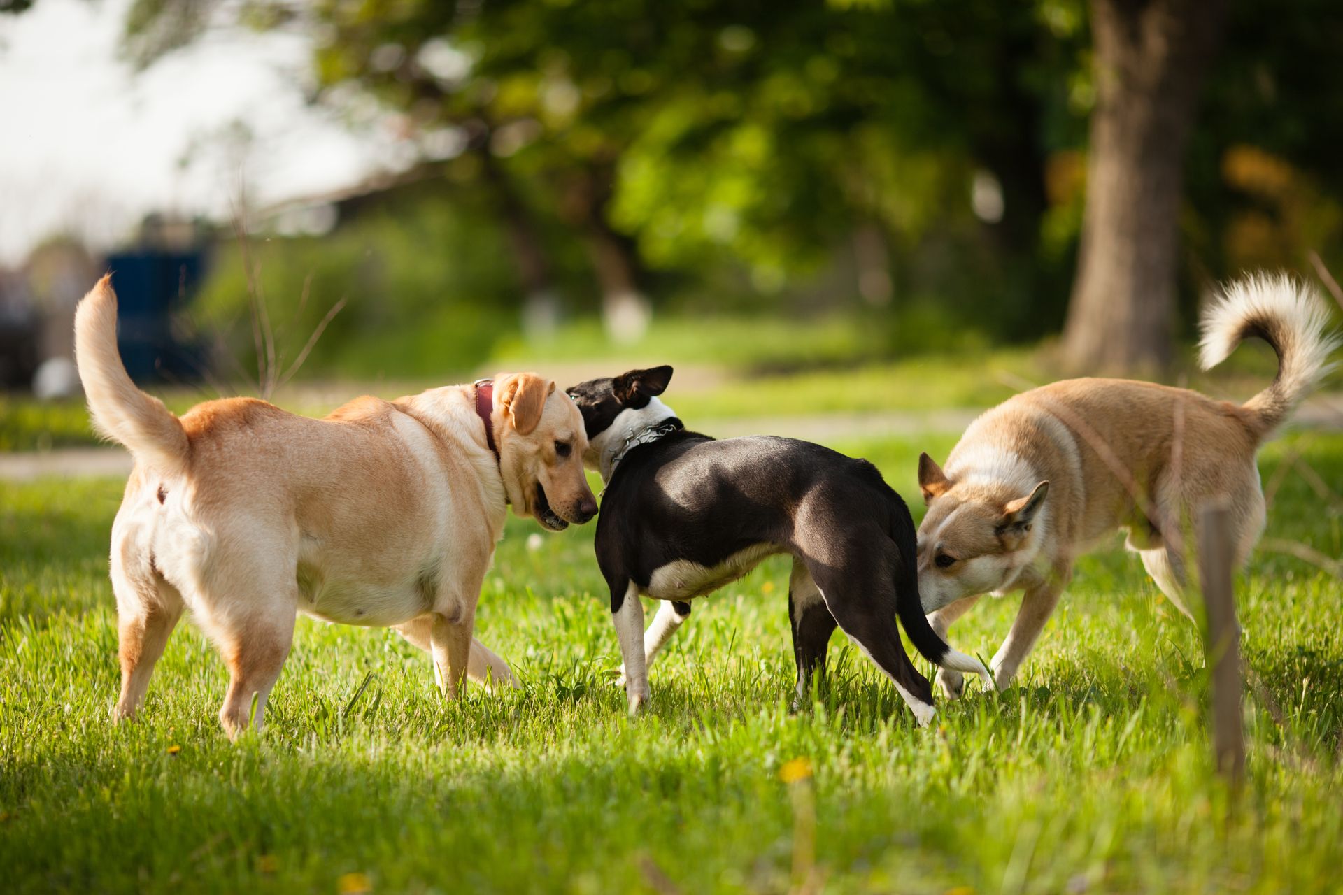 Three dogs walking on green grass in the park