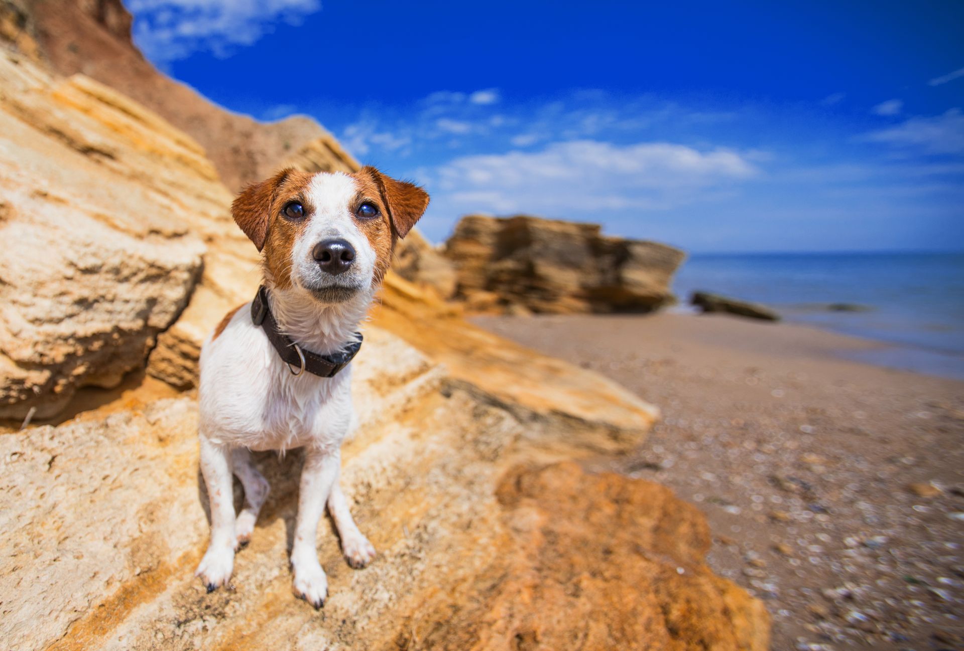 The History of Dog Beaches